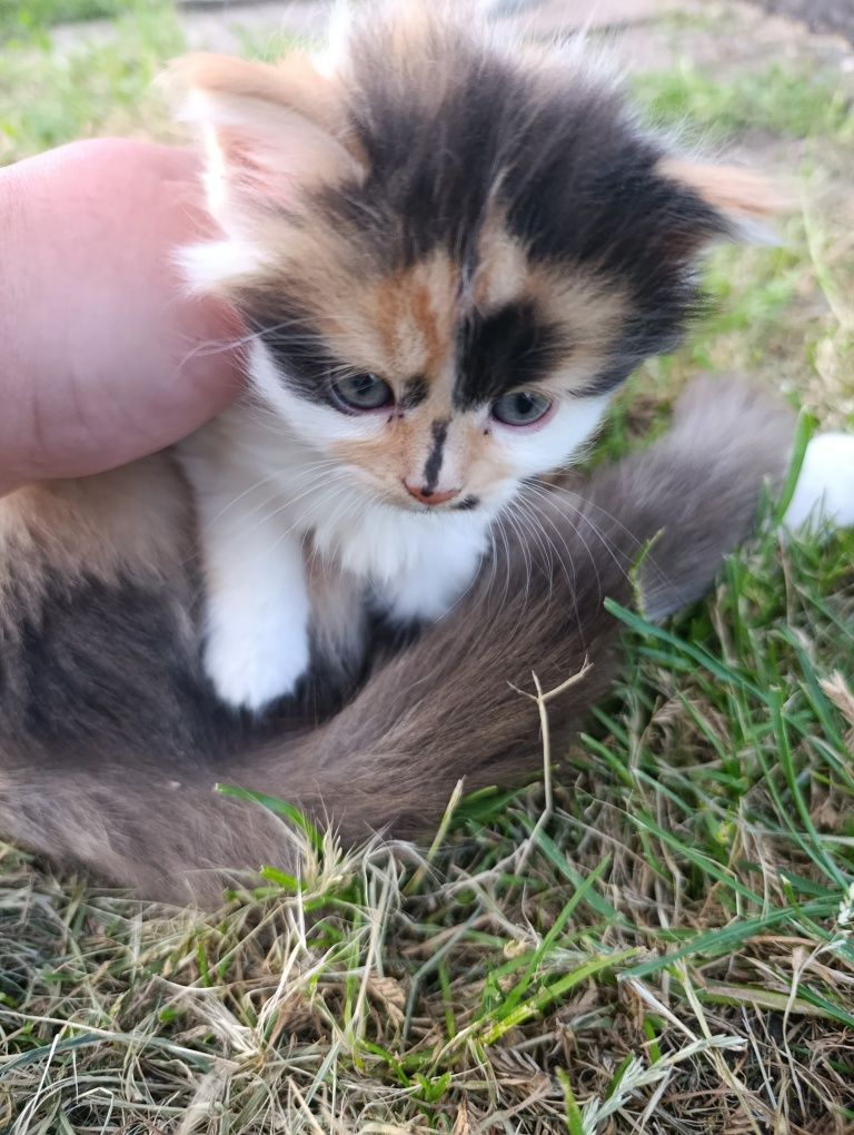 Котики в добрі руки!!!