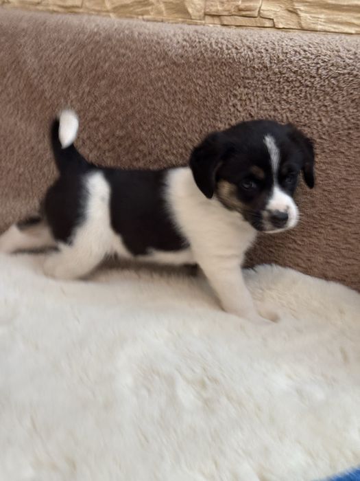 Snoopy, Beti, Oski- trójka maluchów szuka odpowiedzialnych domków.