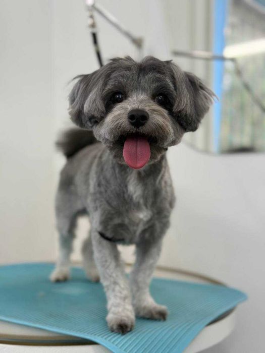 Грумінг собак, модель (Палац України, Либідська)