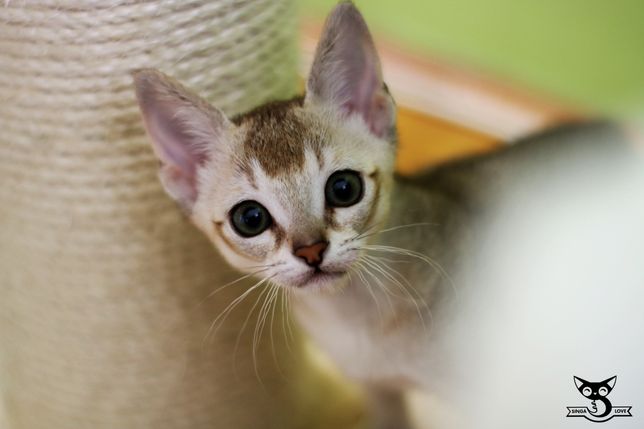 Singapura kot singapurski najmniejsza rasa hodowla