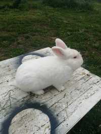 Sprzedam króliki  nowozelandy białe i termondzkie cena 35zł kilo