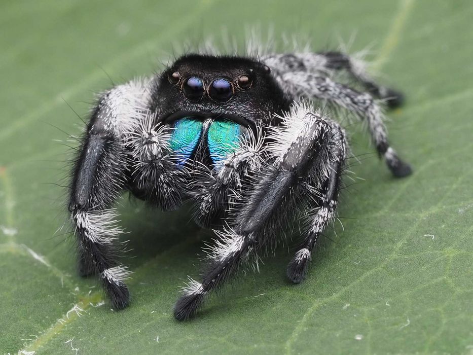 Skakun Królewski Phidippus regius 'everglades'