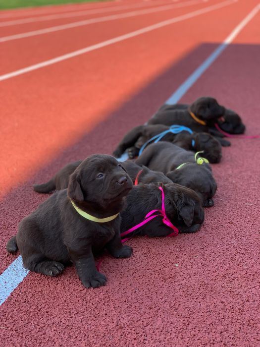 Лабрики темний шоколад