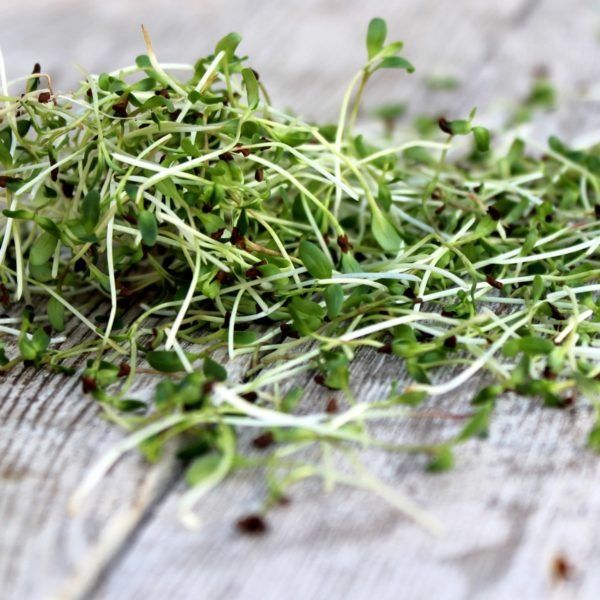 Продам кормововую зелень для животных.