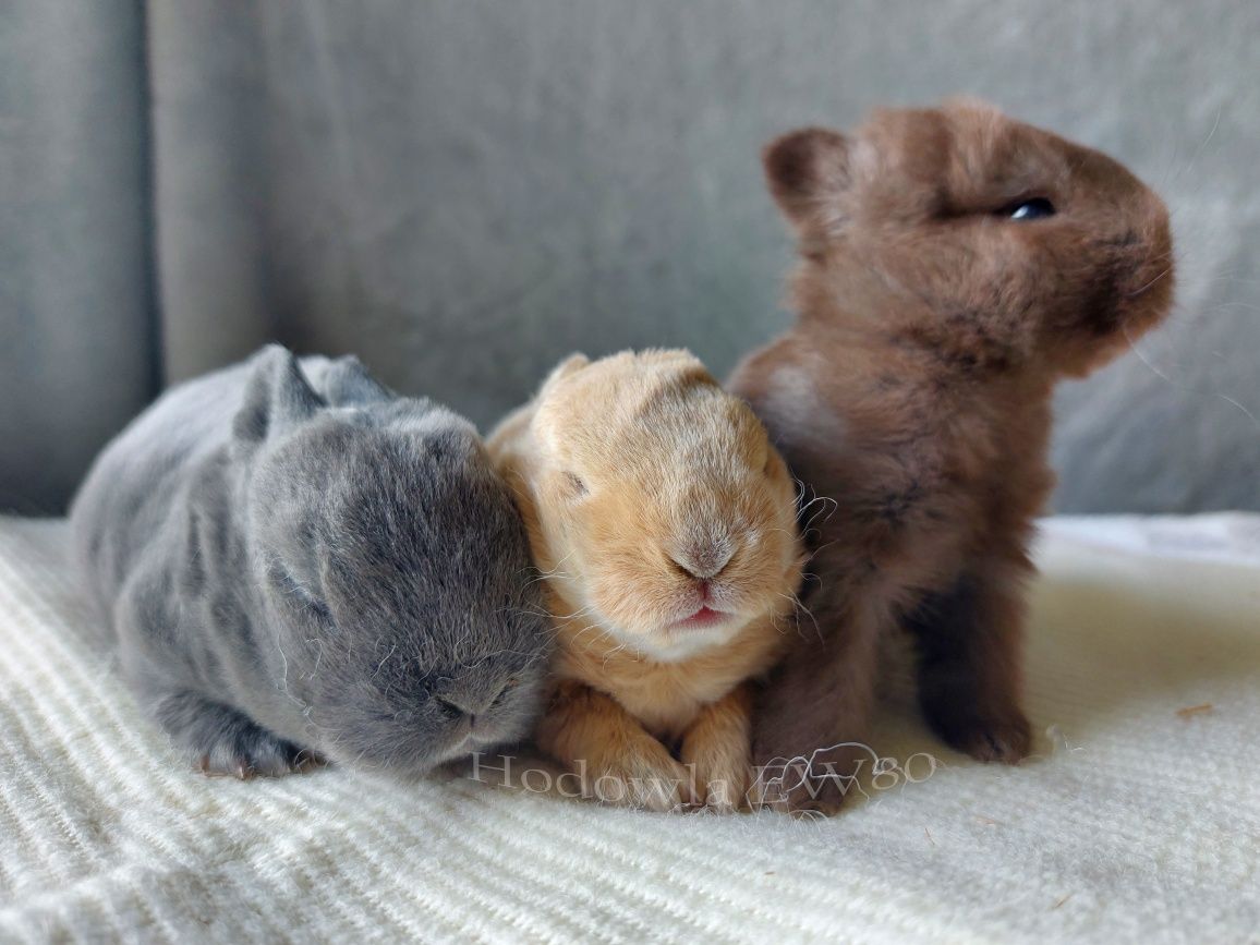 Antyalergiczny mini rex trójbarwny, króliczek miniaturka w plamki