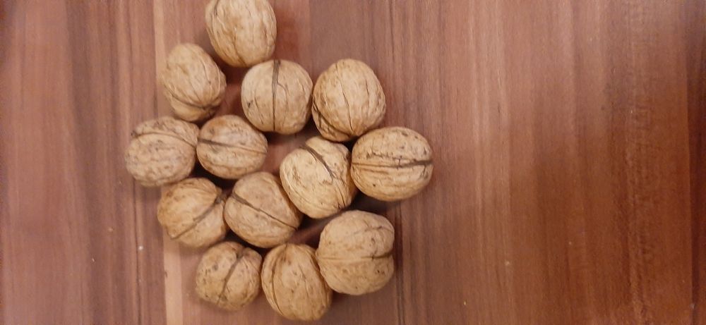 Горіхи волоські.