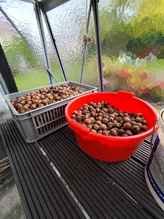 Orzechy włoskie tegoroczne