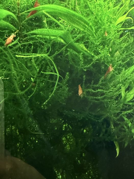 Мох яванський Vesicularia dubayana