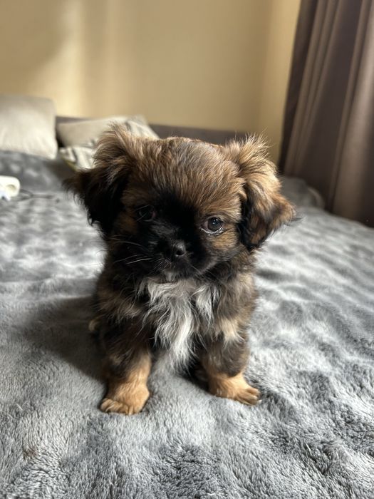 Цуценята пікінеси