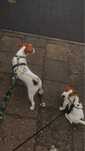Oddam jack russel terier