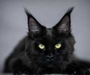 Czarna Pantera Maine Coon XXL