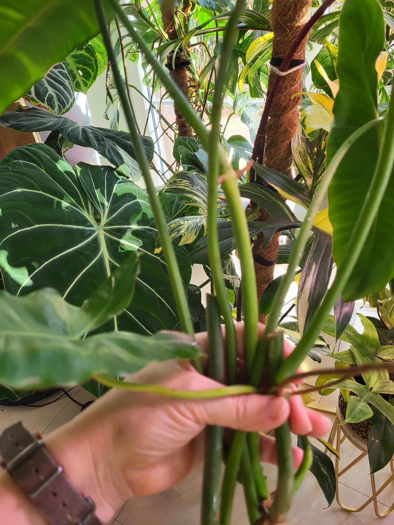 Kolekcjonerski Philodendron paraiso verde