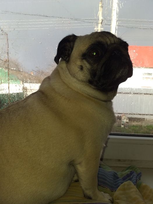 Щенок мопс 2 месяца