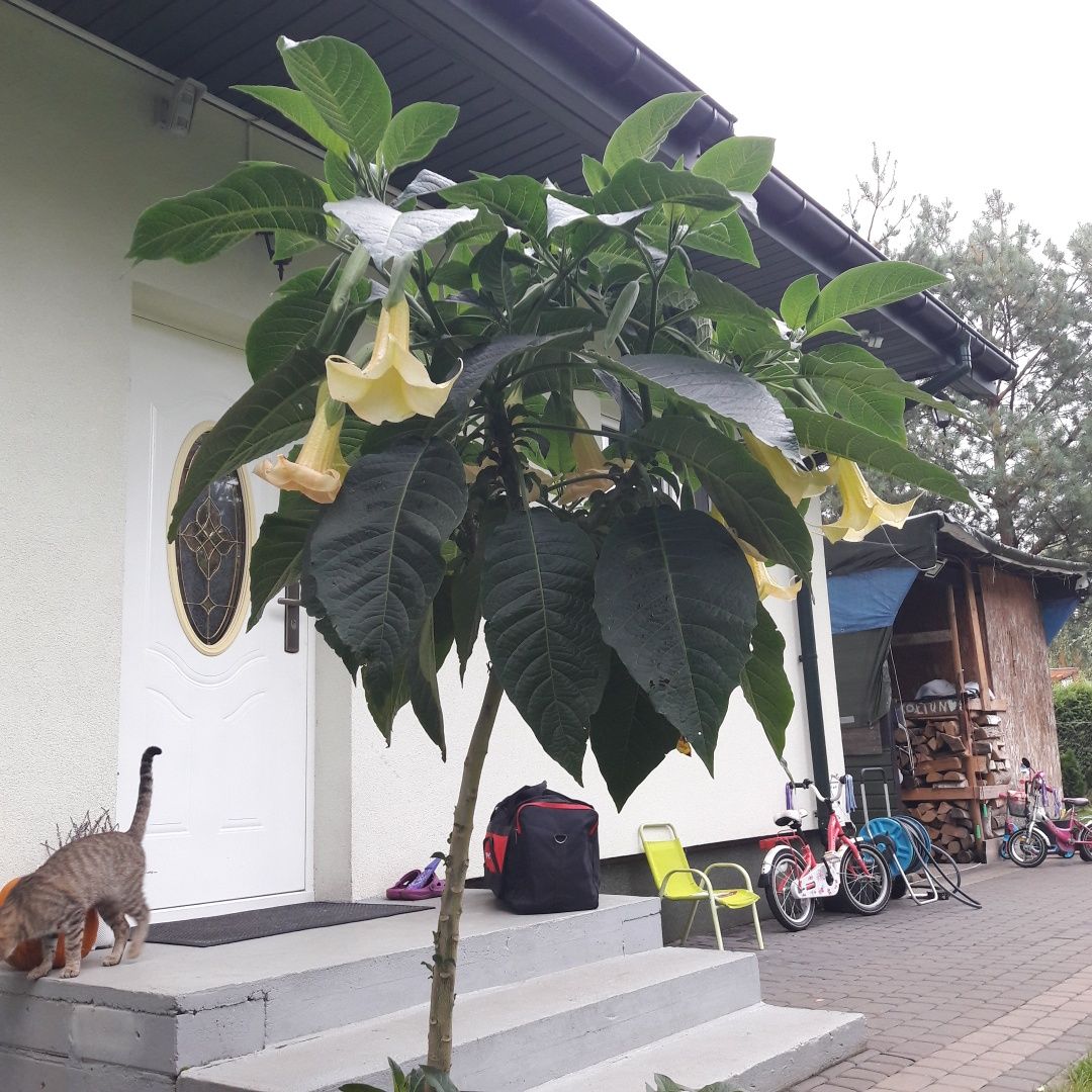 Datura Datura Datura