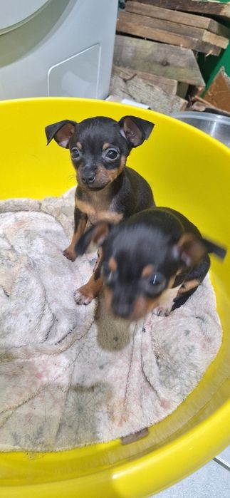 Pinczer miniaturowy, Ratlerek Szczeniak Suczka!