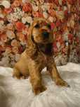 Wyjątkowa, inteligentna suczka Cocker Spaniel rodowód, wyprawka