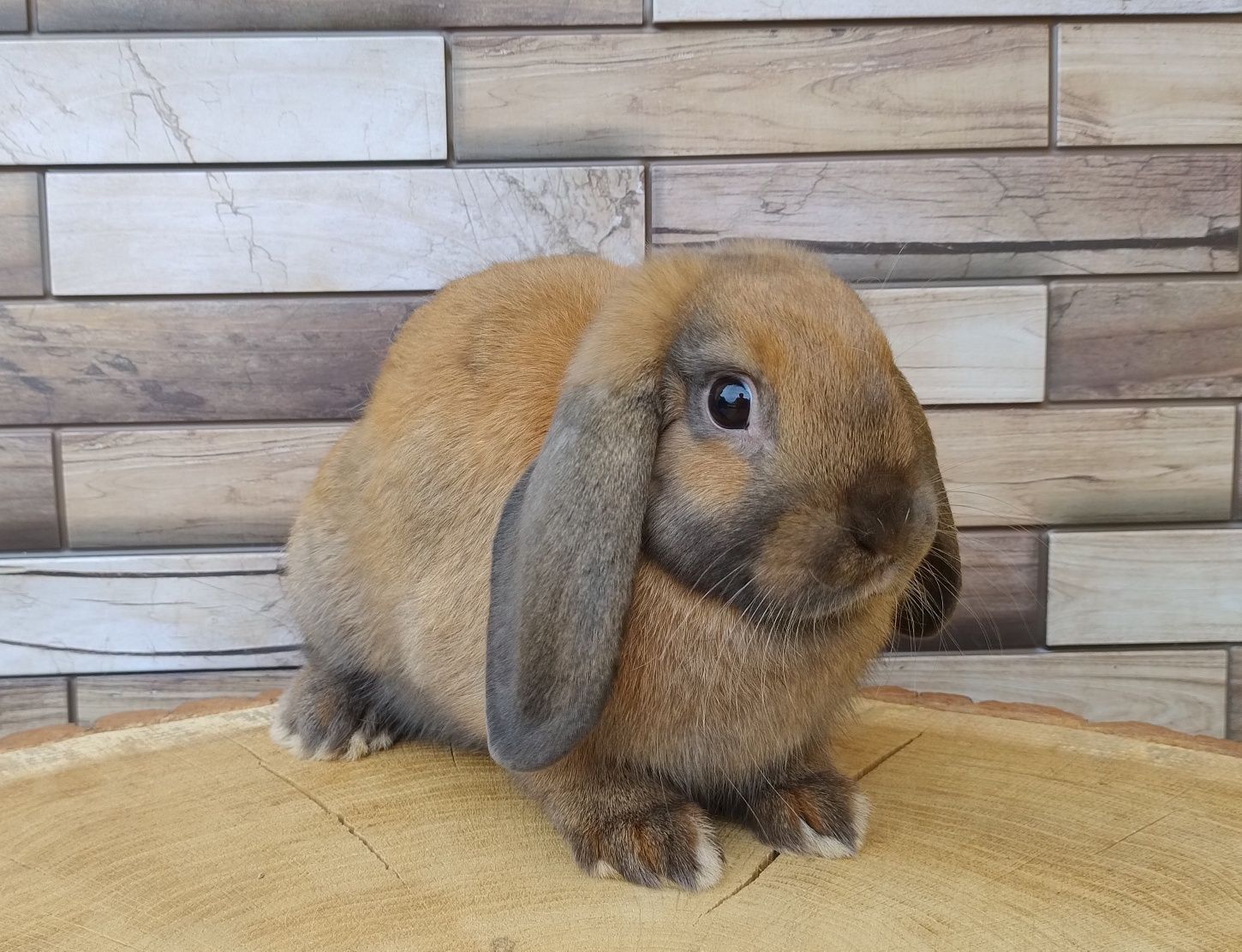 Mini lop wolne króliczki baranki