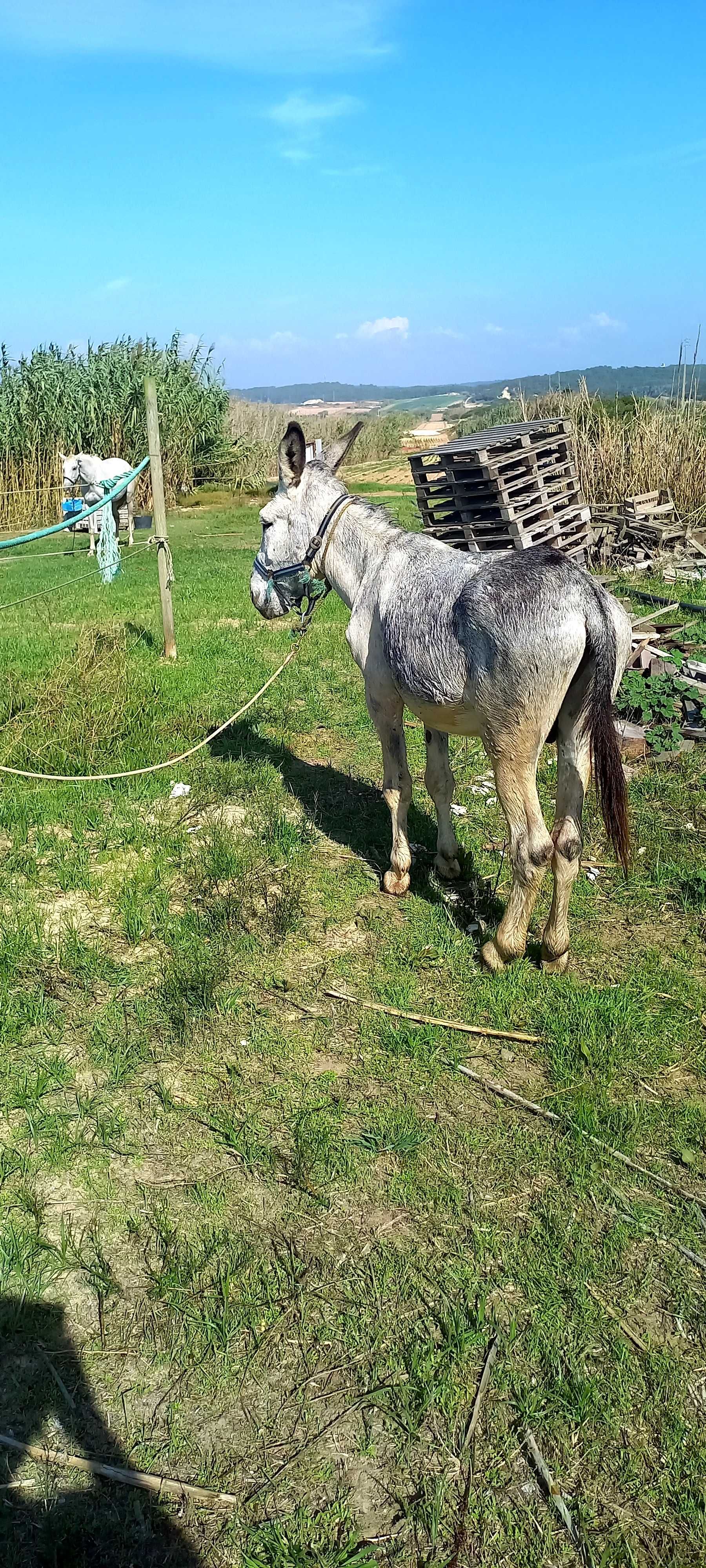 Vendo burro inteiro muito manso