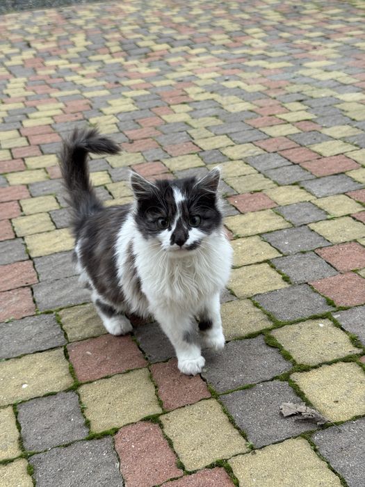 Віддам котят у добрі руки