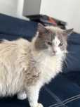 Kocur    Ragdoll