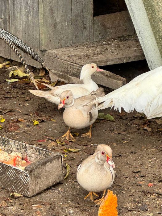 Sprzedam kaczki Mandarynki.