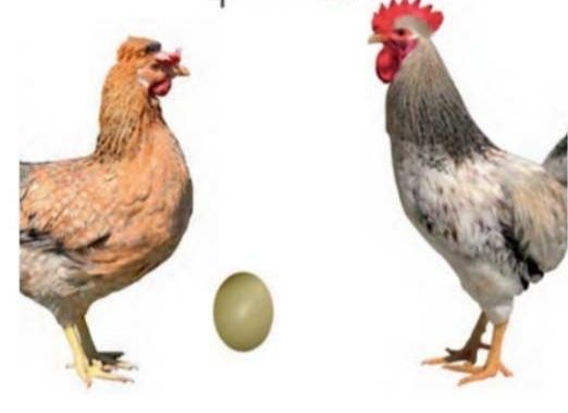Доминанты инкубационное яйцо куриное опт и розница