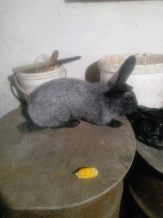 Самець та самочки "Полтавське срібло"