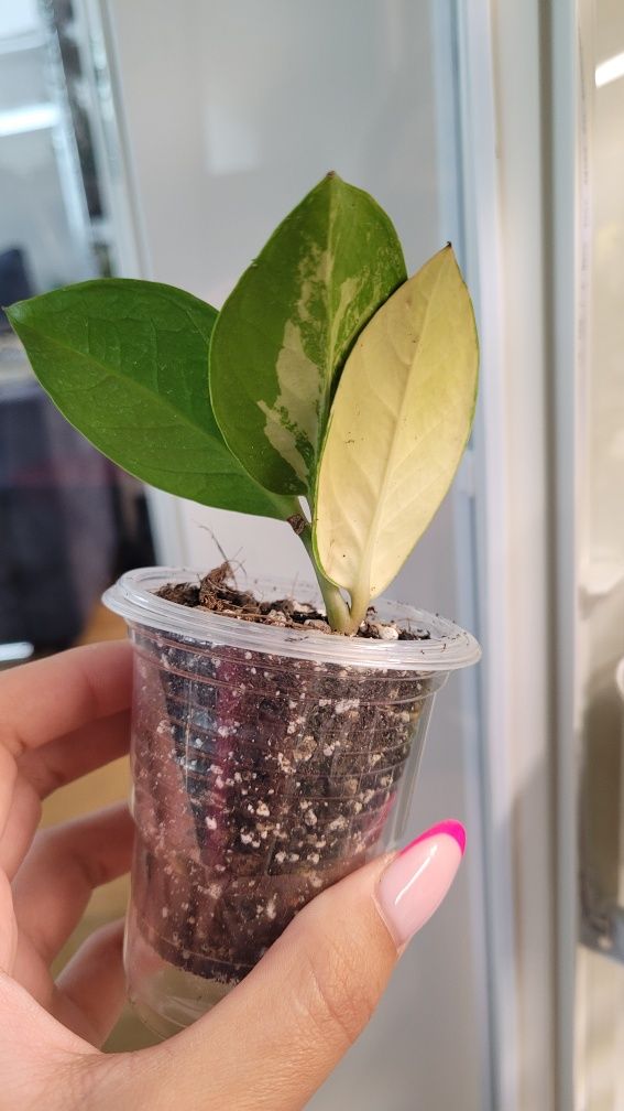 Zamioculcas variegata
