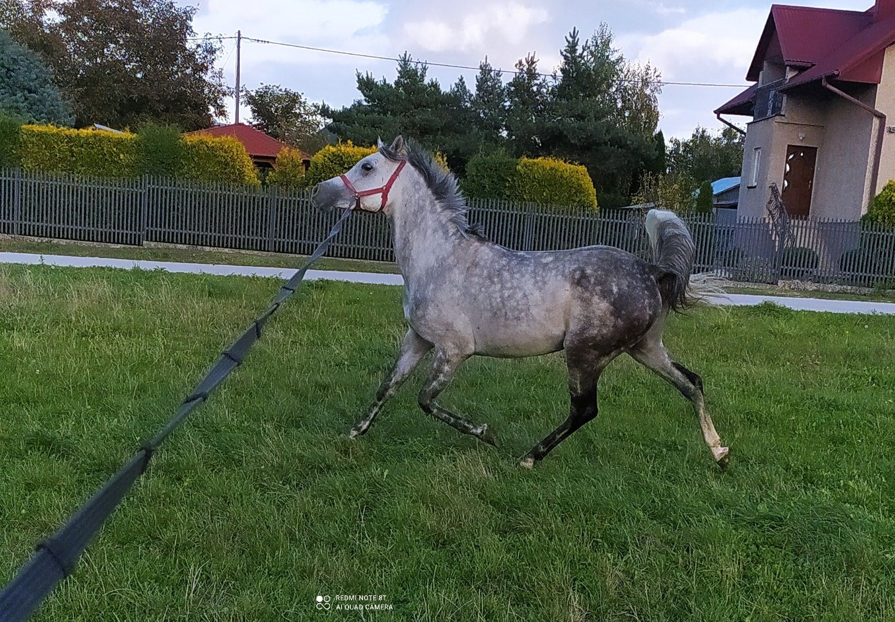 Ogier czystej krwi arabskiej