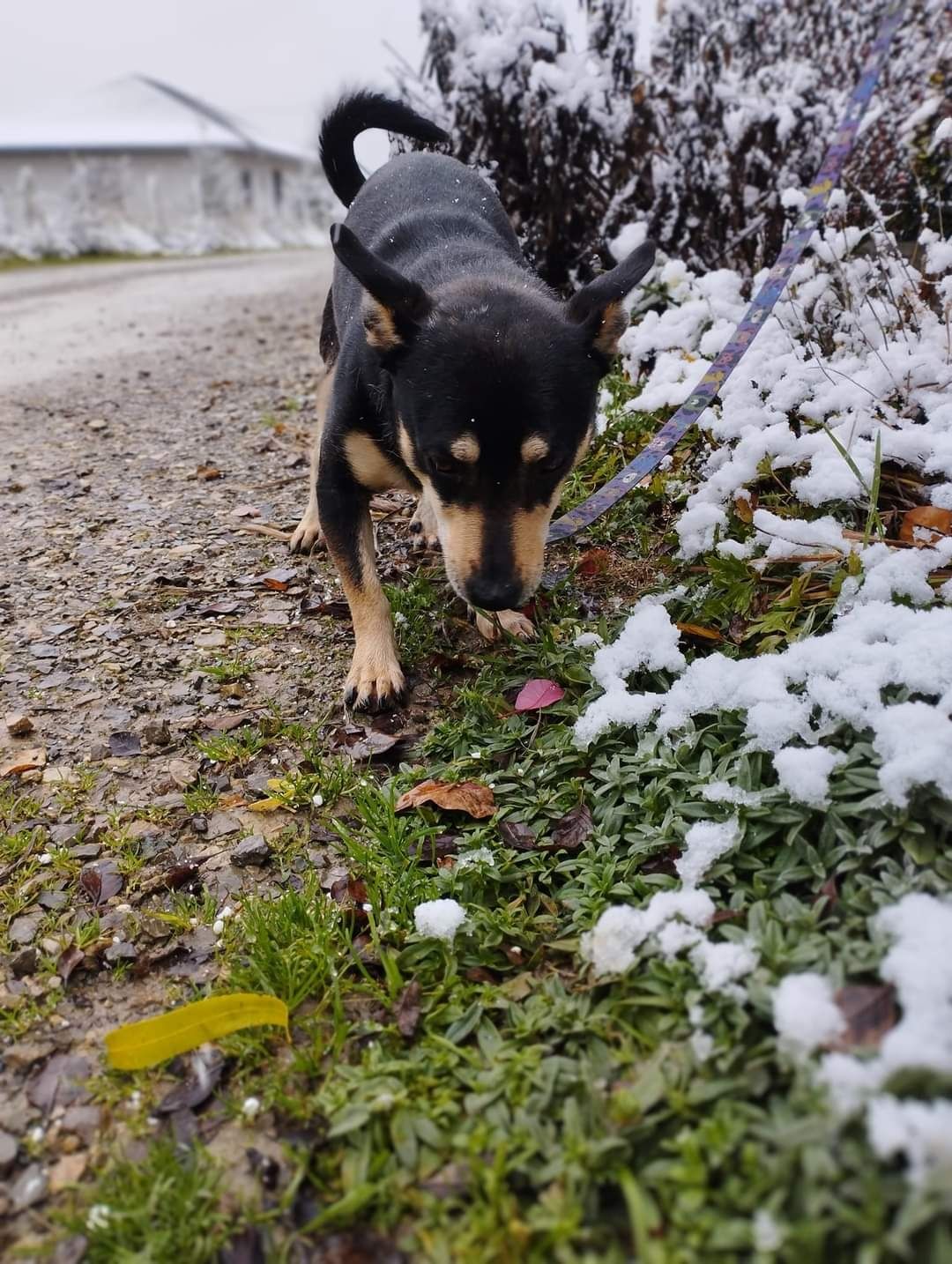 Kolejna zimna za kratami