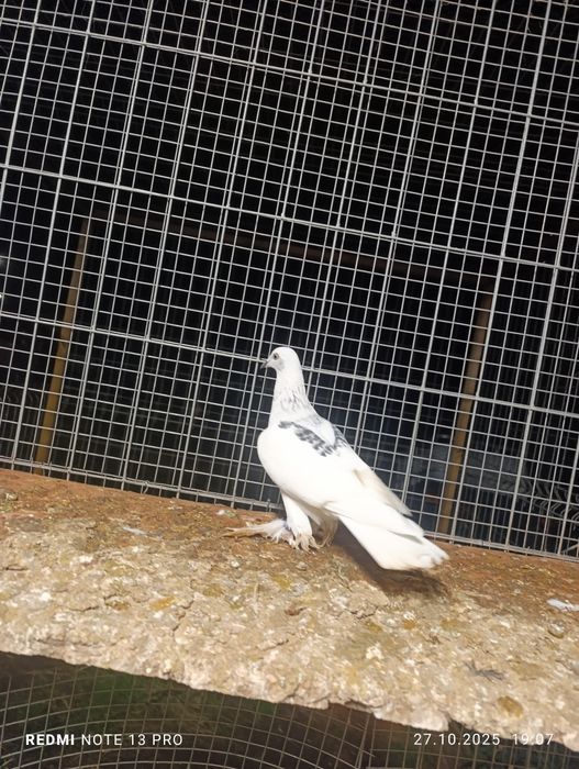 Srebniaki sercowe jasne kosmate