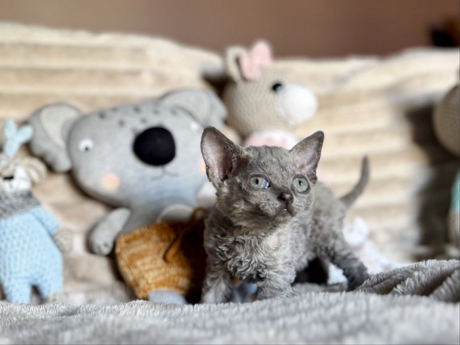 Devon Rex koteczka cudak Warszaw