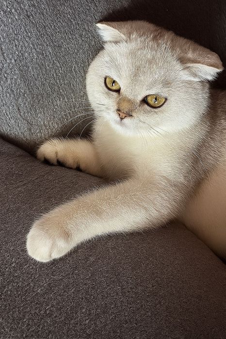 Scottish fold menina