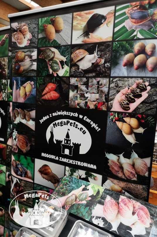Archachatina marginata ovum XXL Ślimak afrykański Achatina Isopody