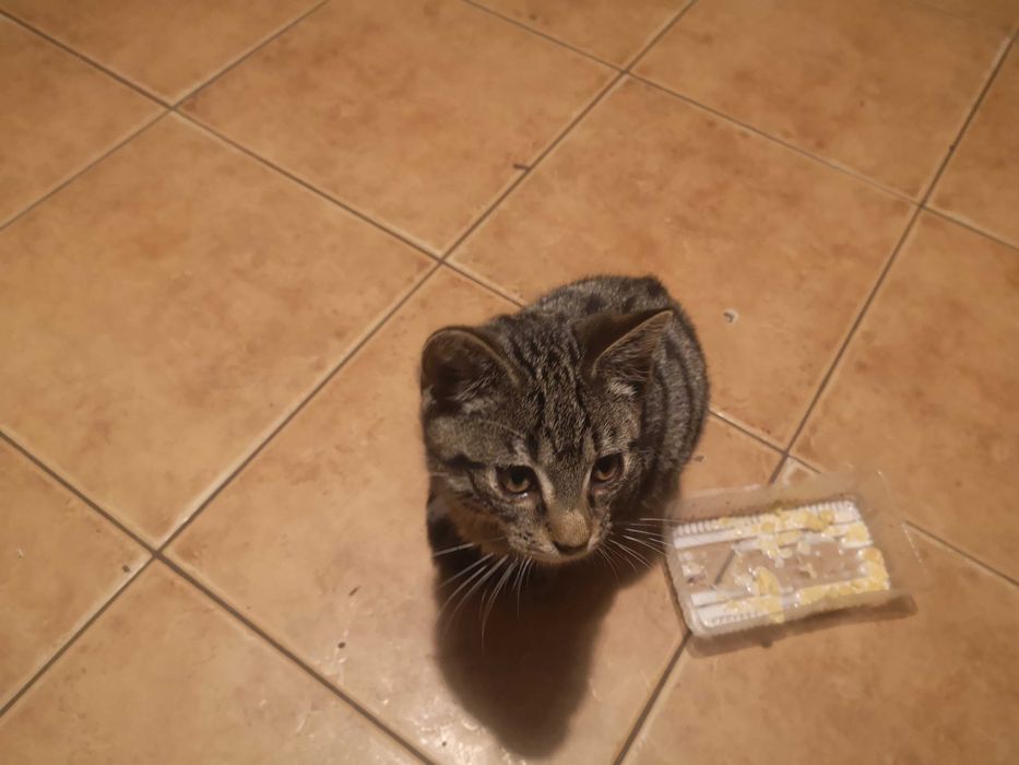 Bury kotek do oddania