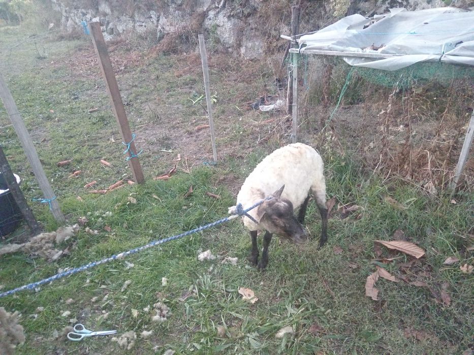 Borrega cruzada de sulfok