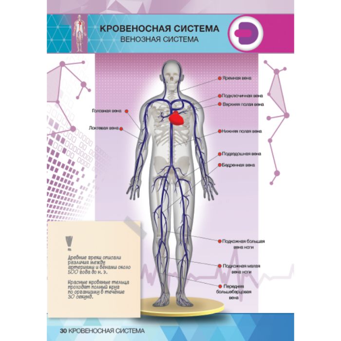 4D Энциклопедия "Анатомия"