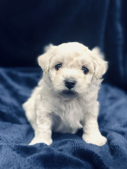 Bichon Frise szczenięta FCI – rezerwacje otwarte