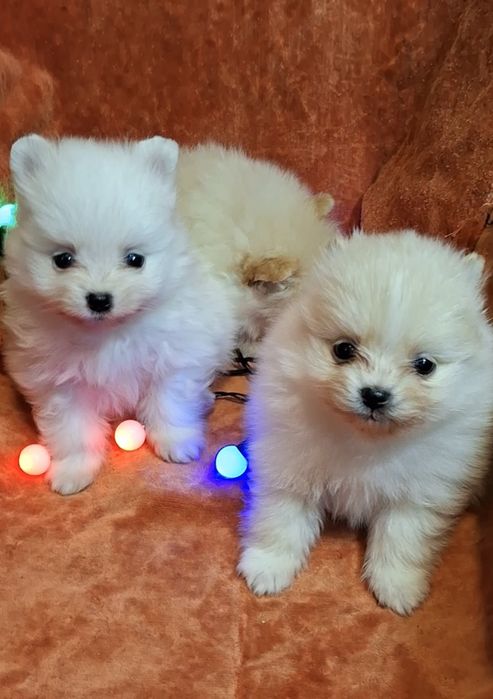 Малюки на долоню! Мiнi-хлопчики, здоровi шпiцулi шукають родини!