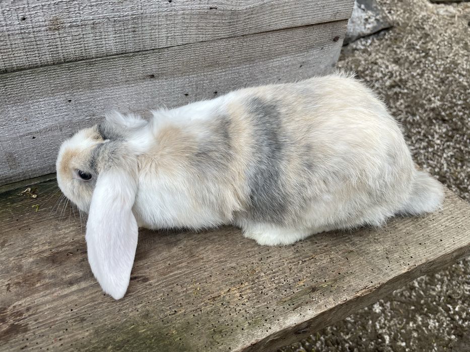 Кролі французький баран