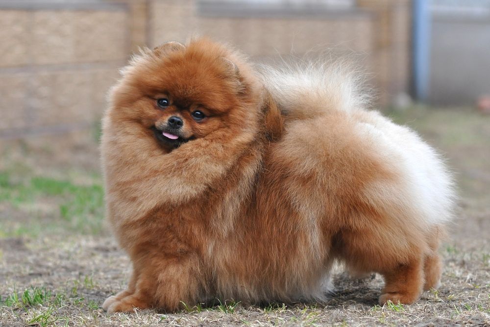 Улюбленець тіктоку з пару мільйонами переглядів