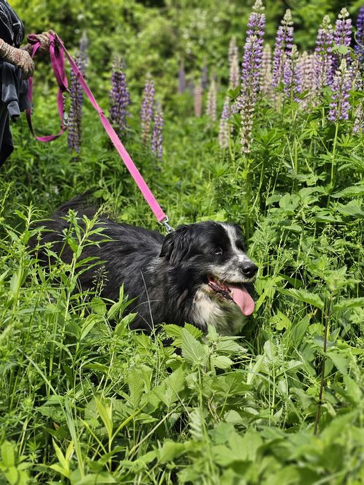 Lubiś - wypatruje domku "Mini Nowofundland"