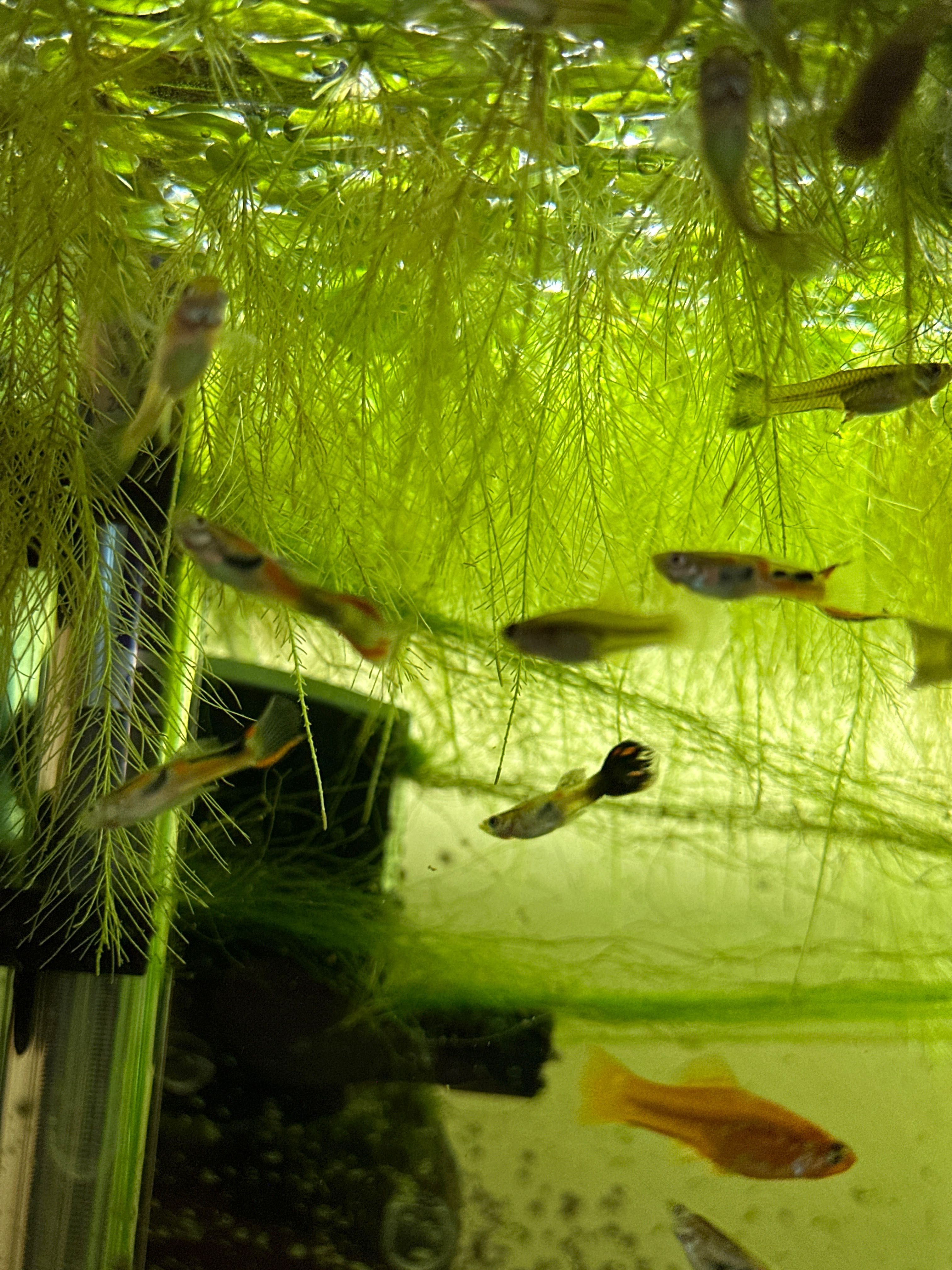 Пістія капуста Акваріумні рослини плаваючі на воді лімнобіум