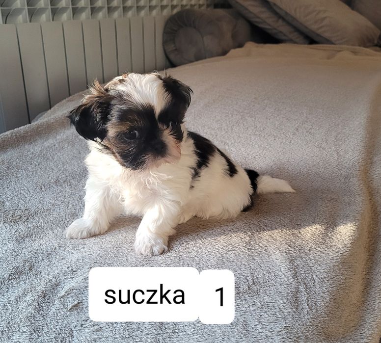 Shih-Tzu  suczka