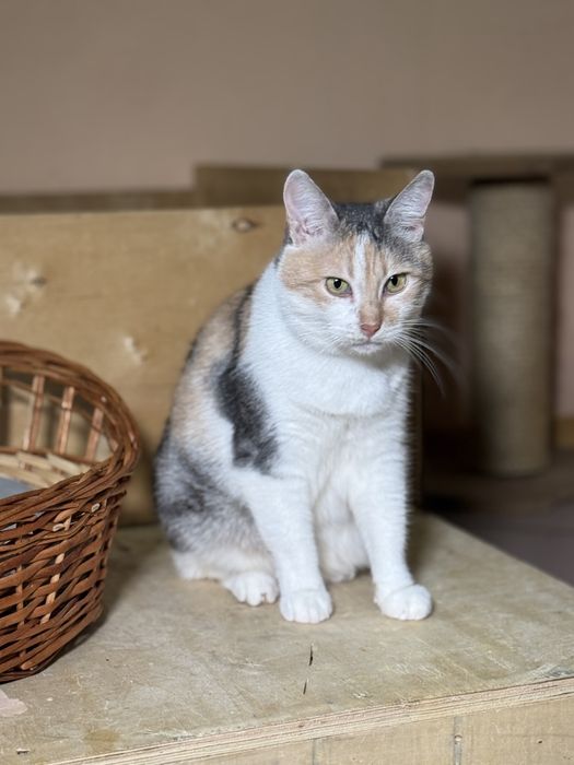 трёхцветные кошки в хорошие руки