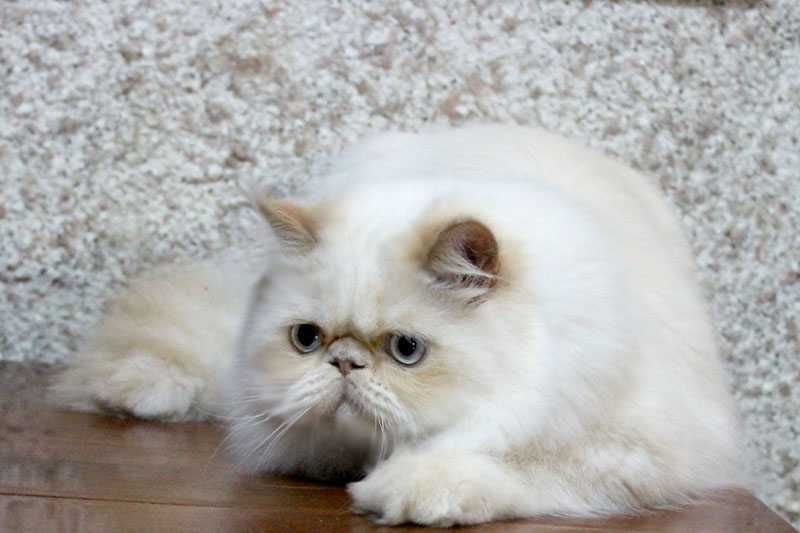 Очаровательный персидский котенок