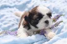 Szczenię shih tzu ZKwP (FCI)