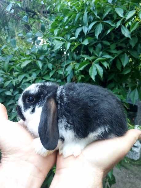 Baranek miniaturka