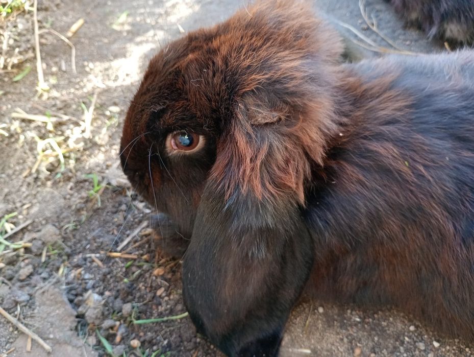 Barany francuskie królik