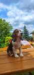 Urocza Suczka Beagle  • GOTOWA DO ODBIORU •